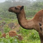 الغابة المطيرة في شبه الجزيرة العربية