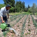 jafef agriculture